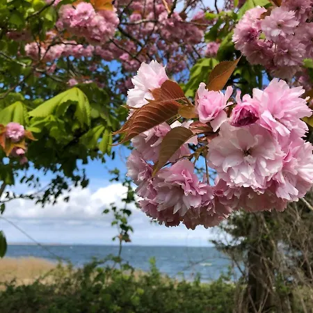 Meridiamus 1 - Ferienhaeuschen In Boddennaehe Διαμέρισμα *