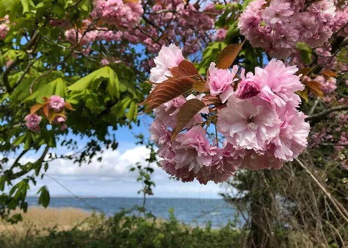 Meridiamus 1 - Ferienhäuschen In Boddennähe Apartment *